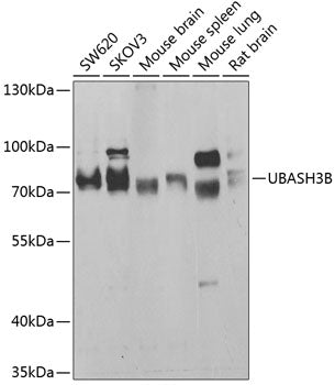 UBASH3B Rabbit pAb