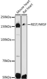 REST/NRSF Rabbit pAb