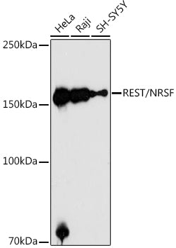 REST/NRSF Rabbit pAb