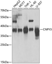 CNPY3 Rabbit pAb