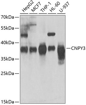CNPY3 Rabbit pAb