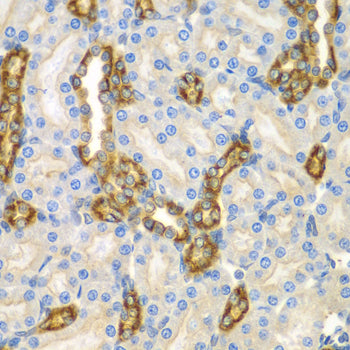 CNPY3 Rabbit pAb