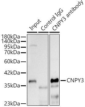 CNPY3 Rabbit pAb