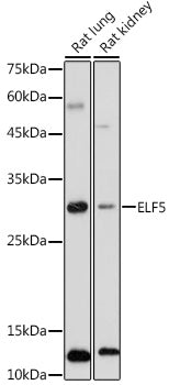 ELF5 Rabbit pAb