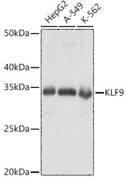 KLF9 Rabbit pAb