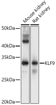 KLF9 Rabbit pAb