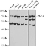 CDC16 Rabbit pAb