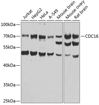 CDC16 Rabbit pAb