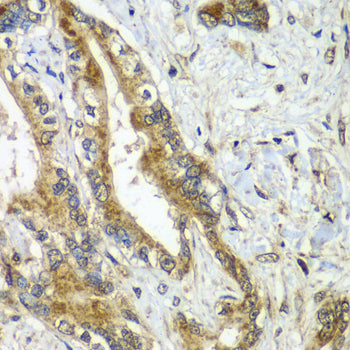 CDC16 Rabbit pAb