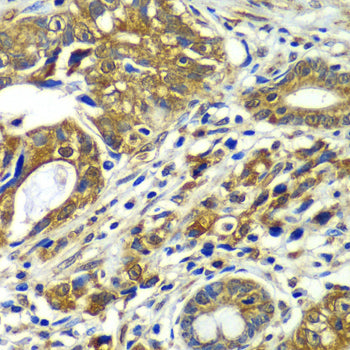 CDC16 Rabbit pAb