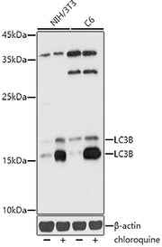 [KD Validated] LC3B Rabbit pAb