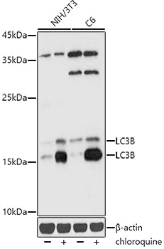 [KD Validated] LC3B Rabbit pAb