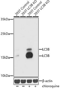 [KD Validated] LC3B Rabbit pAb