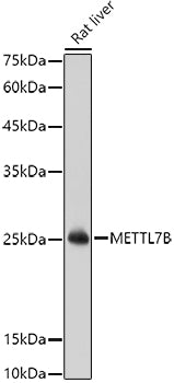METTL7B Rabbit pAb