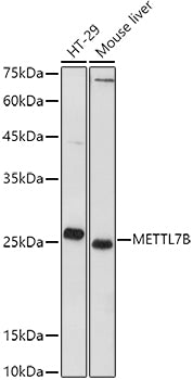 METTL7B Rabbit pAb