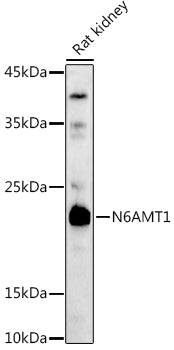 N6AMT1/HEMK2 Rabbit pAb