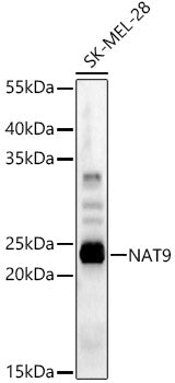 NAT9 Rabbit pAb