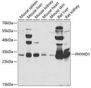 PHYHD1 Rabbit pAb