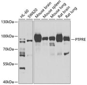PTPRE Rabbit pAb