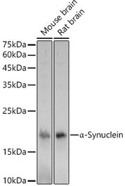 α-Synuclein Rabbit pAb