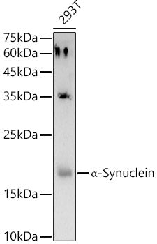 α-Synuclein Rabbit pAb