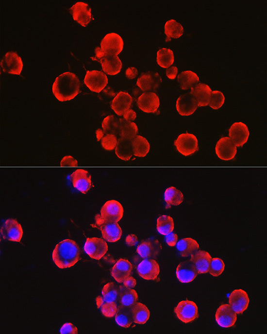 α-Synuclein Rabbit pAb