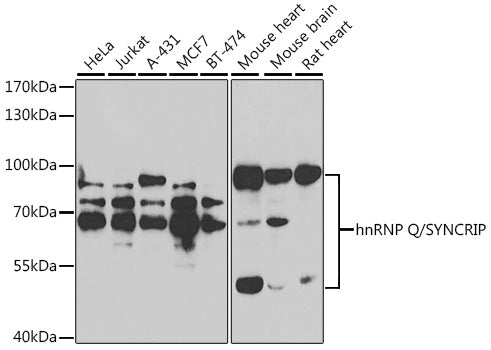 hnRNP Q/SYNCRIP Rabbit pAb