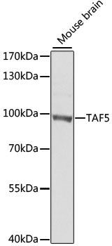 TAF5 Rabbit pAb