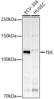 TEK Rabbit pAb