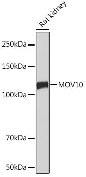 MOV10 Rabbit mAb
