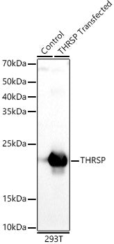 THRSP Rabbit pAb