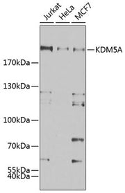 KDM5A Rabbit pAb