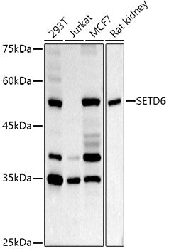 SETD6 Rabbit pAb