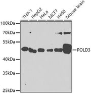 POLD3 Rabbit pAb