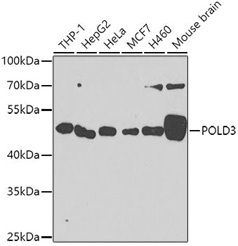 POLD3 Rabbit pAb