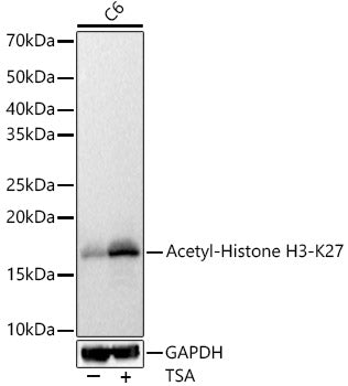 Acetyl-Histone H3-K27 Rabbit pAb