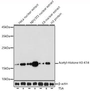 Acetyl-Histone H3-K14 Rabbit pAb