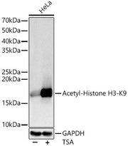 Acetyl-Histone H3-K9 Rabbit pAb