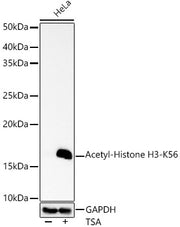 Acetyl-Histone H3-K56 Rabbit pAb