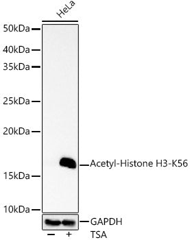 Acetyl-Histone H3-K56 Rabbit pAb