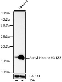 Acetyl-Histone H3-K56 Rabbit pAb