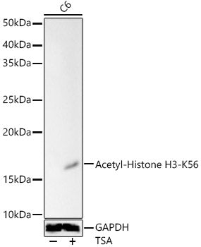 Acetyl-Histone H3-K56 Rabbit pAb