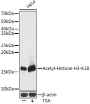Acetyl-Histone H3-K18 Rabbit pAb