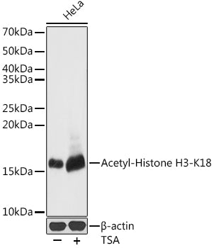 Acetyl-Histone H3-K18 Rabbit pAb
