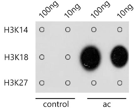 Acetyl-Histone H3-K18 Rabbit pAb