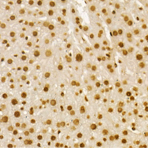 Acetyl-Histone H4-K8 Rabbit pAb