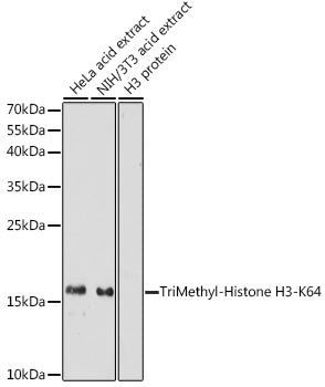 TriMethyl-Histone H3-K64 Rabbit pAb