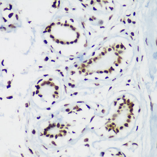 TriMethyl-Histone H3-K64 Rabbit pAb