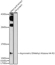Asymmetric DiMethyl-Histone H4-R3 Rabbit pAb