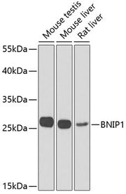 BNIP1 Rabbit pAb